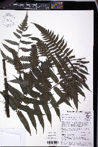 Diplazium venulosum image
