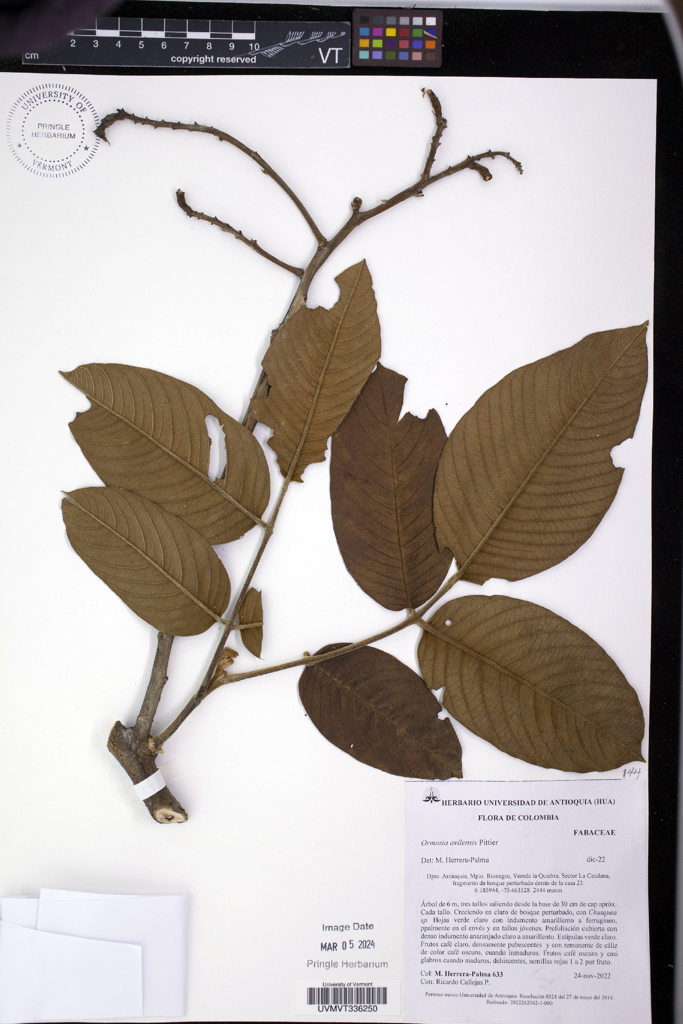 Dussia coriacea image