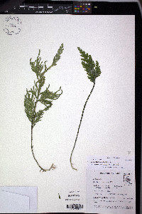 Selaginella lechleri image
