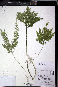 Selaginella lechleri image