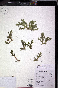 Selaginella producta image