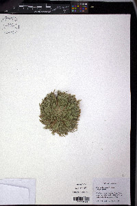 Selaginella pilifera image