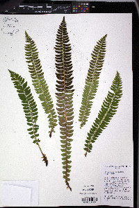 Polystichum lonchitis image