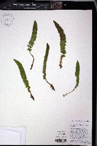 Polystichum kruckebergii image
