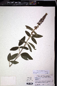 Desmodium incanum image