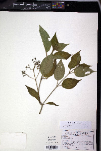 Chaetogastra longifolia image