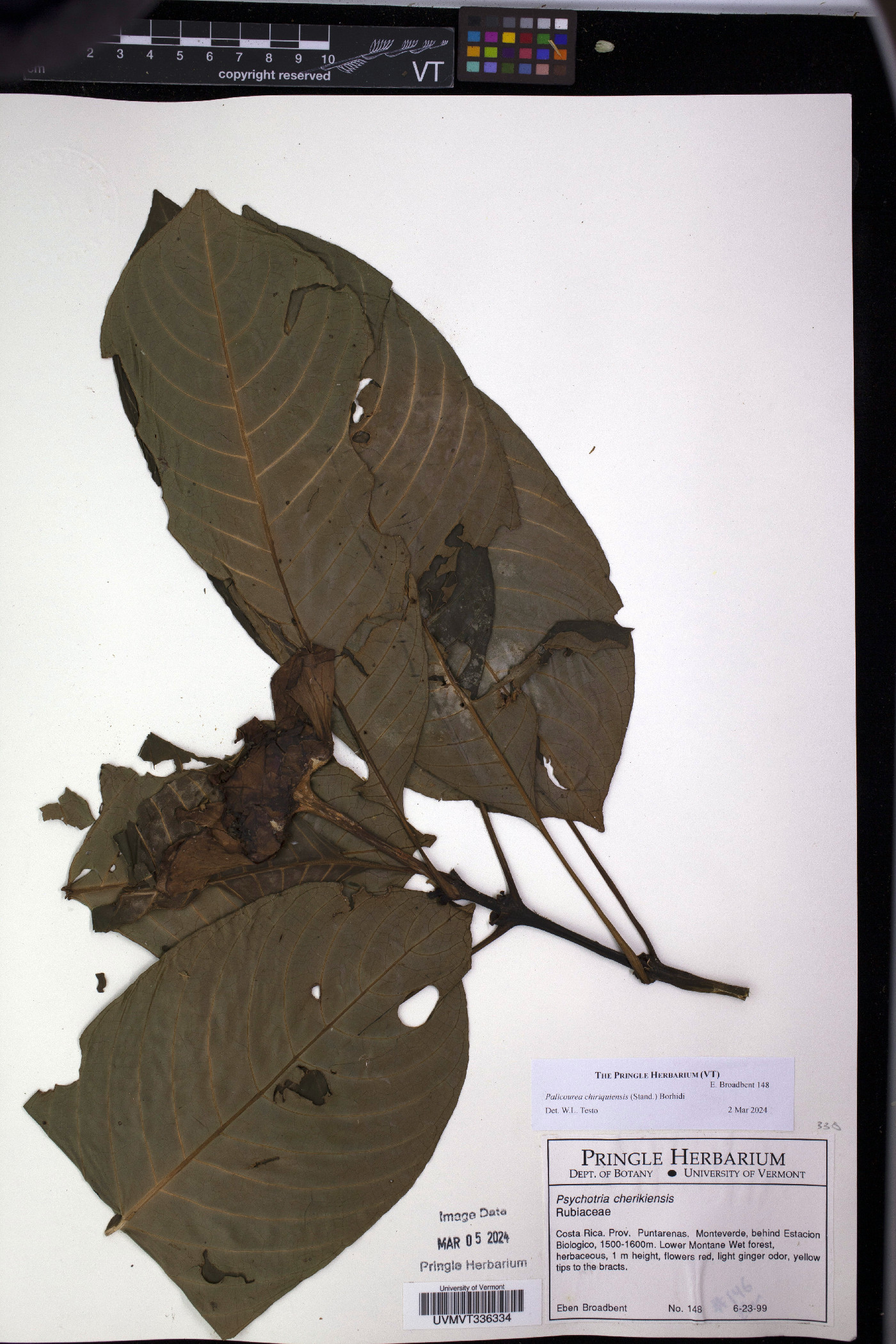 Palicourea chiriquiensis image