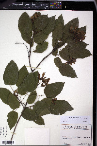Acer tataricum image