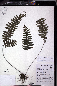 Adiantum petiolatum image