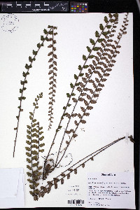 Astrolepis sinuata image