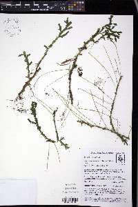Selaginella euclimax image