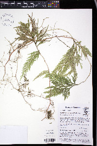 Selaginella geniculata image