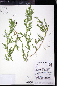Selaginella horizontalis image