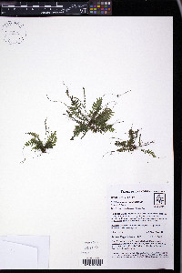 Trichomanes hostmannianum image