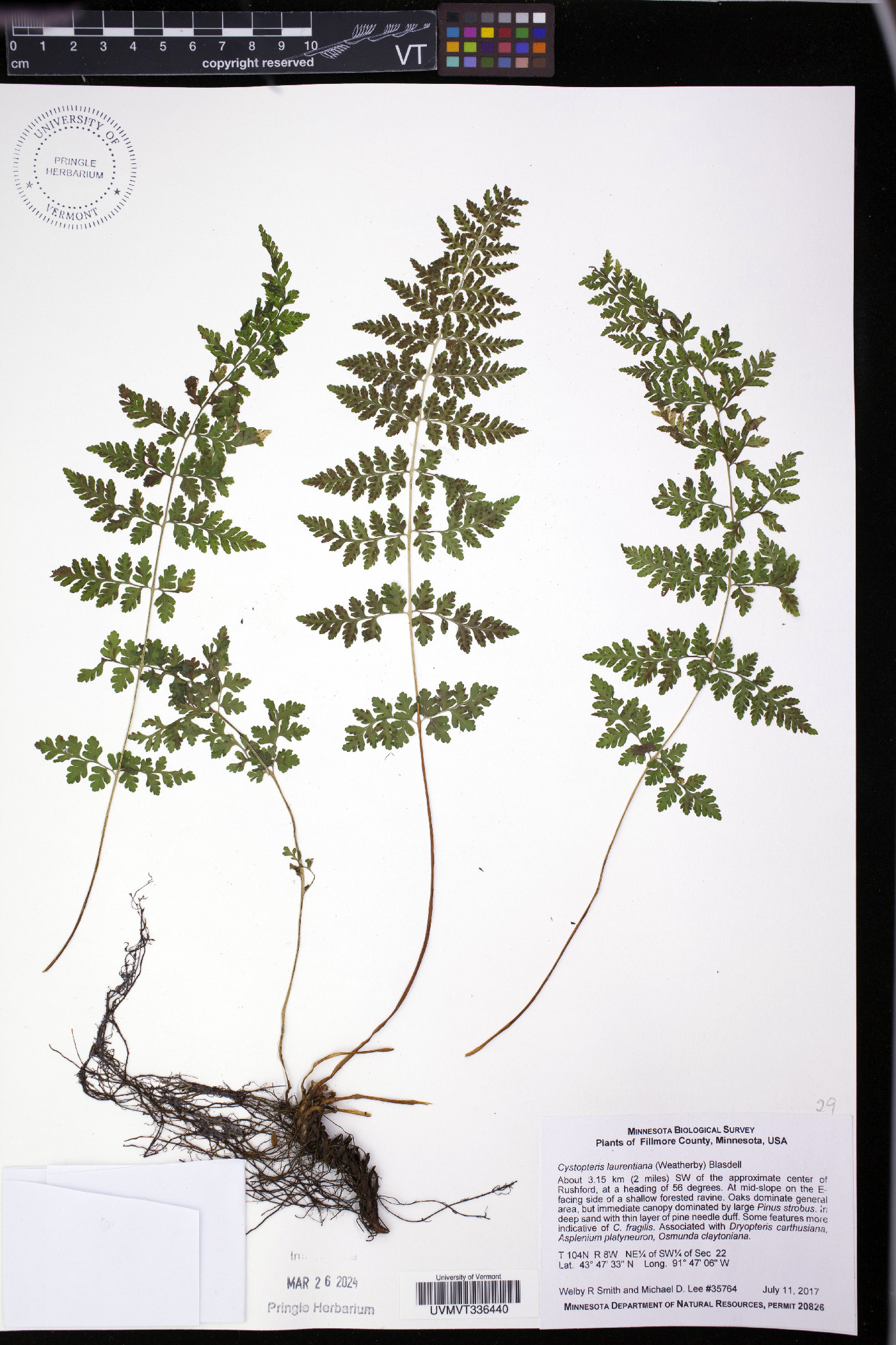 Cystopteris laurentiana image
