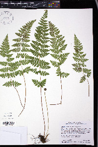 Cystopteris laurentiana image
