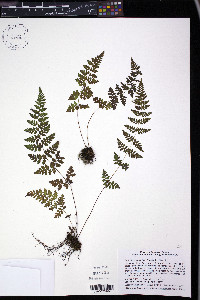 Cystopteris laurentiana image