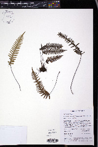 Ceradenia intonsa image