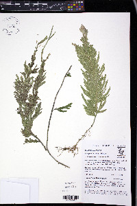 Selaginella lechleri image