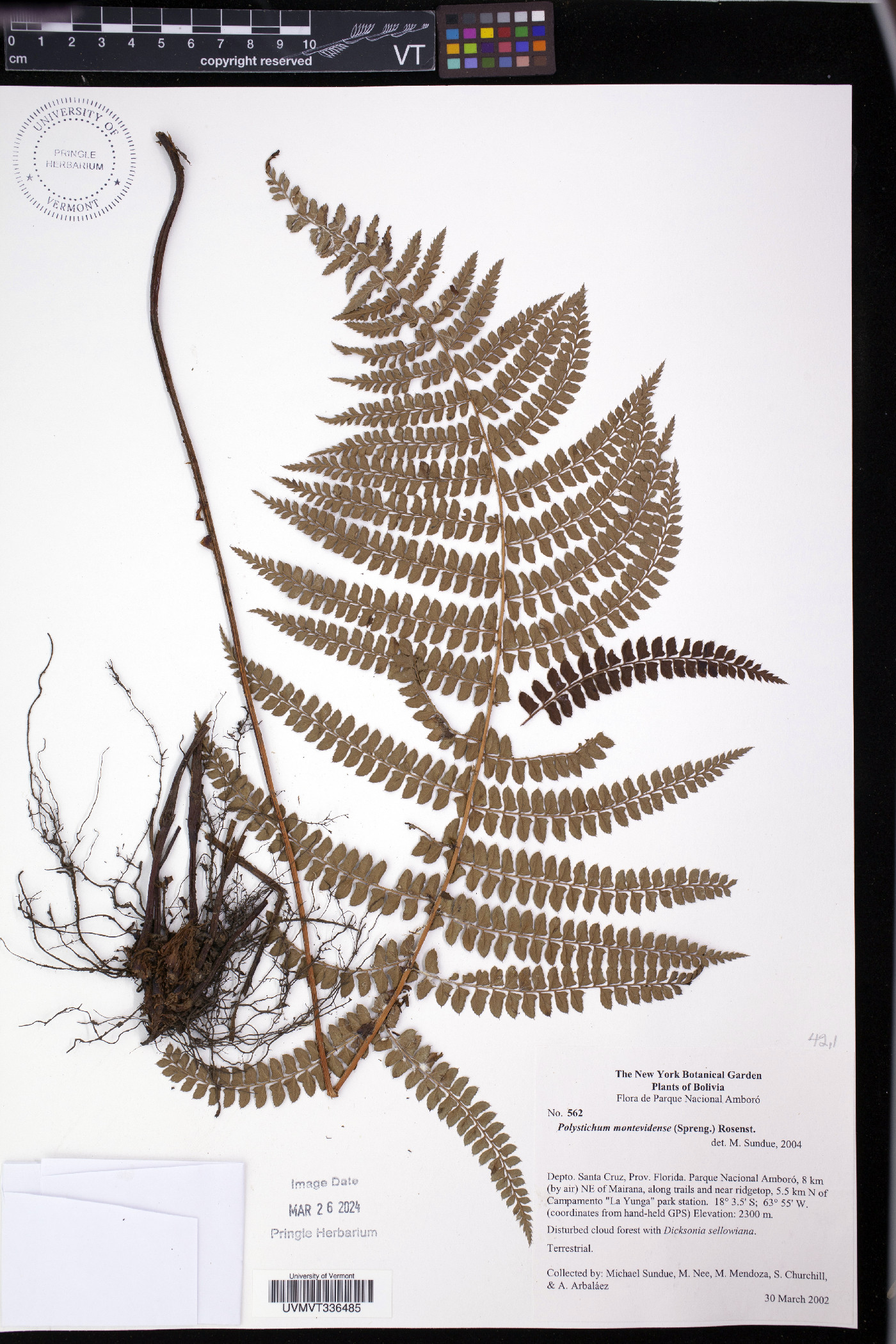 Polystichum montevidense image
