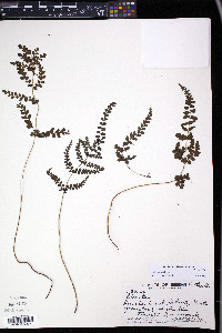 Lindsaea media image