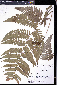 Polybotrya caudata image