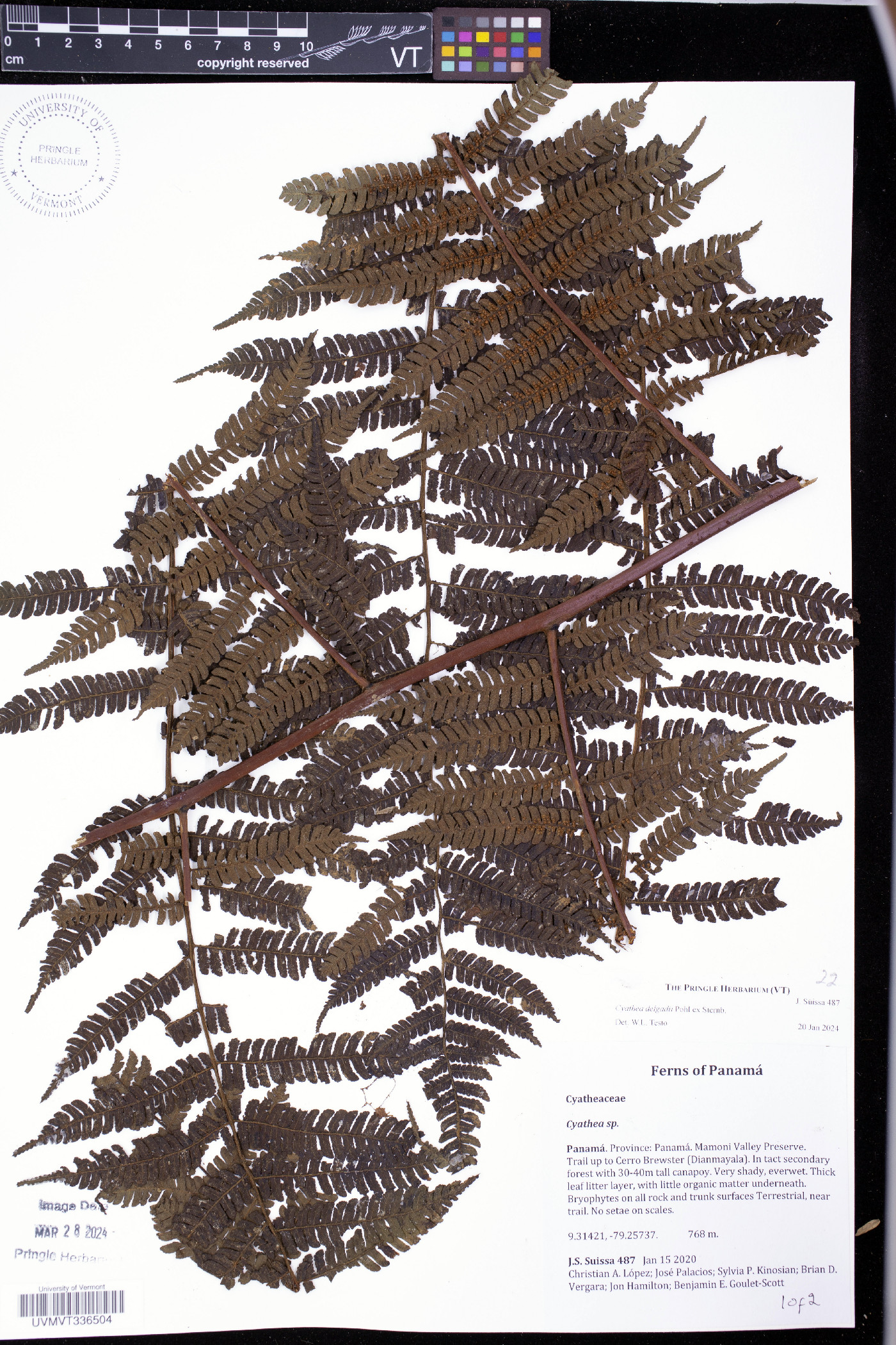 Cyathea delgadii image