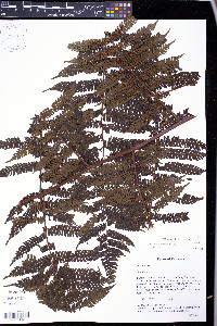 Cyathea delgadii image