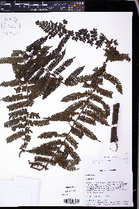 Cyathea delgadii image
