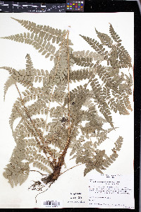 Polystichum platyphyllum image