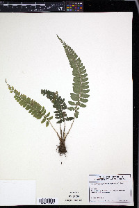 Polystichum platyphyllum image