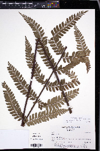 Polystichum platyphyllum image