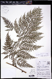 Culcita coniifolia image