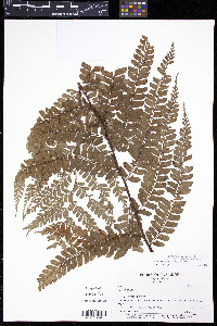 Polystichum platyphyllum image