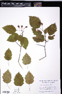 Crataegus coccinea image