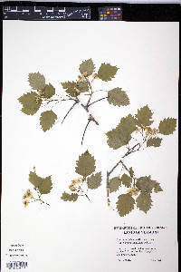 Crataegus flabellata var. grayana image