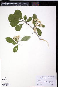 Crataegus punctata image