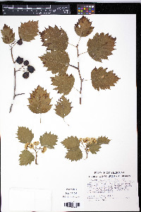 Crataegus macrosperma var. acutiloba image