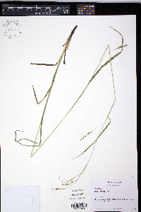 Carex formosa image