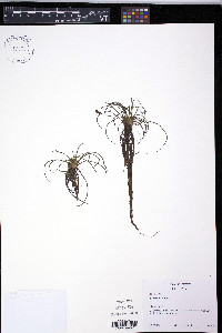 Isoëtes lacustris image