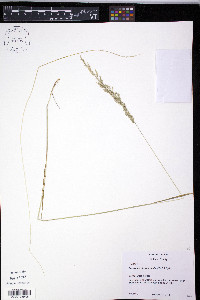 Sphenopholis intermedia image