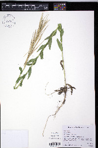 Turritis glabra image