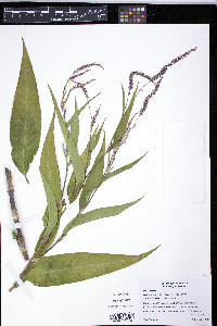Persicaria extremiorientalis image