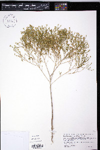 Xanthisma viscidum image