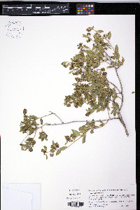 Flourensia cernua image
