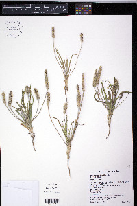 Plantago wrightiana image