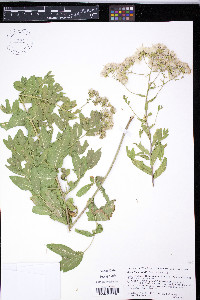 Acourtia wrightii image