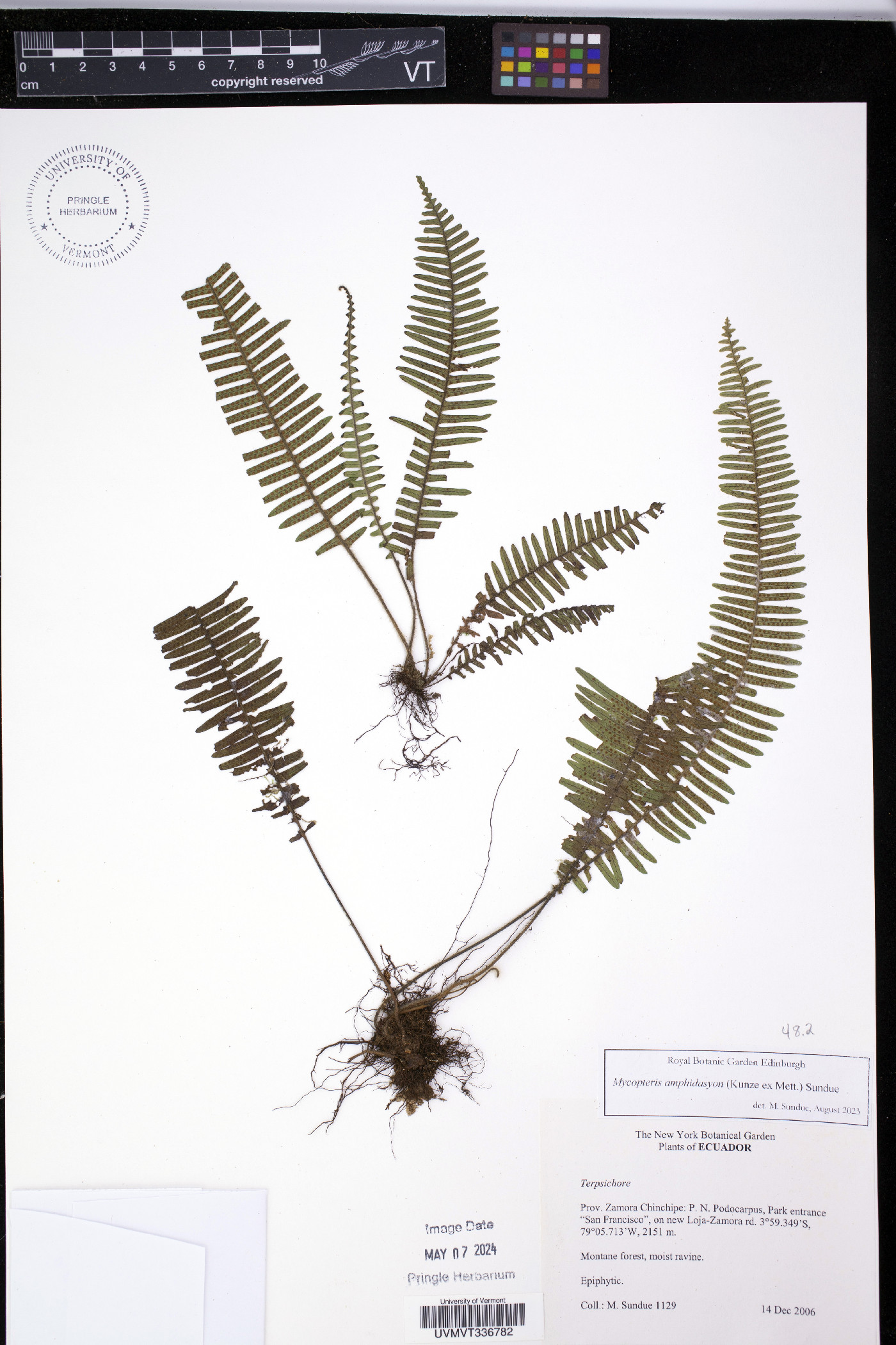 Mycopteris amphidasyon image