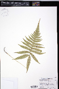 Phegopteris connectilis image
