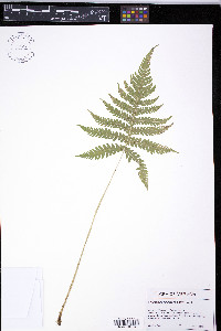 Phegopteris connectilis image
